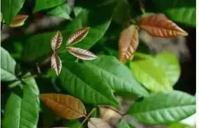 吃剩的蘋果、長芽的馬鈴薯千萬別扔!還有大用處呢!