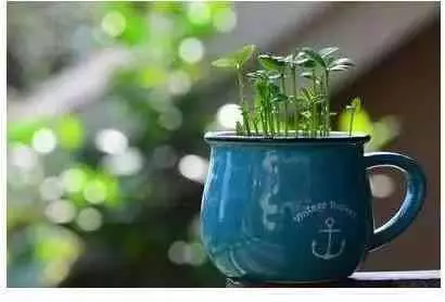 吃剩的蘋果、長芽的馬鈴薯千萬別扔!還有大用處呢!