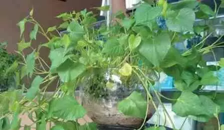 吃剩的蘋果、長芽的馬鈴薯千萬別扔!還有大用處呢!