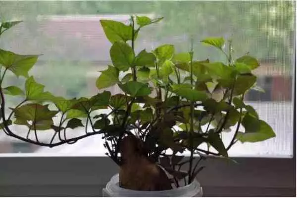 吃剩的蘋果、長芽的馬鈴薯千萬別扔!還有大用處呢!