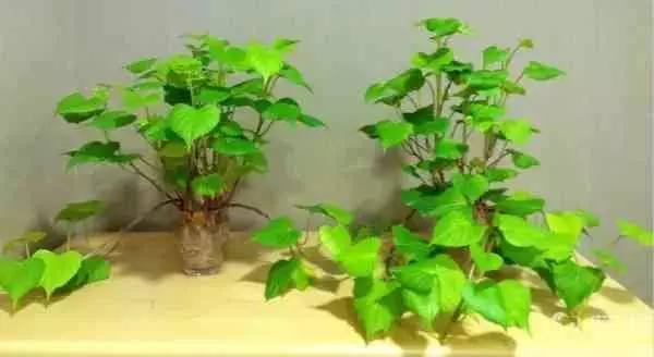 吃剩的蘋果、長芽的馬鈴薯千萬別扔!還有大用處呢!