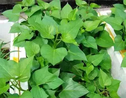 吃剩的蘋果、長芽的馬鈴薯千萬別扔!還有大用處呢!