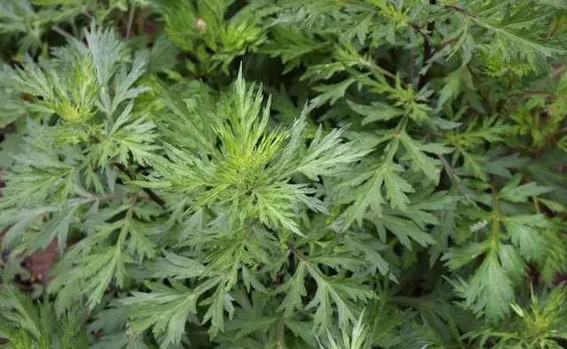床上蟎蟲多?只需一片葉子,不到1塊錢,蟎蟲有多少死多少