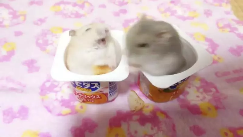 我也要吃…倉鼠姊硬搶麵包 妹7pupu一掌「巴蕊」:這我的辣!