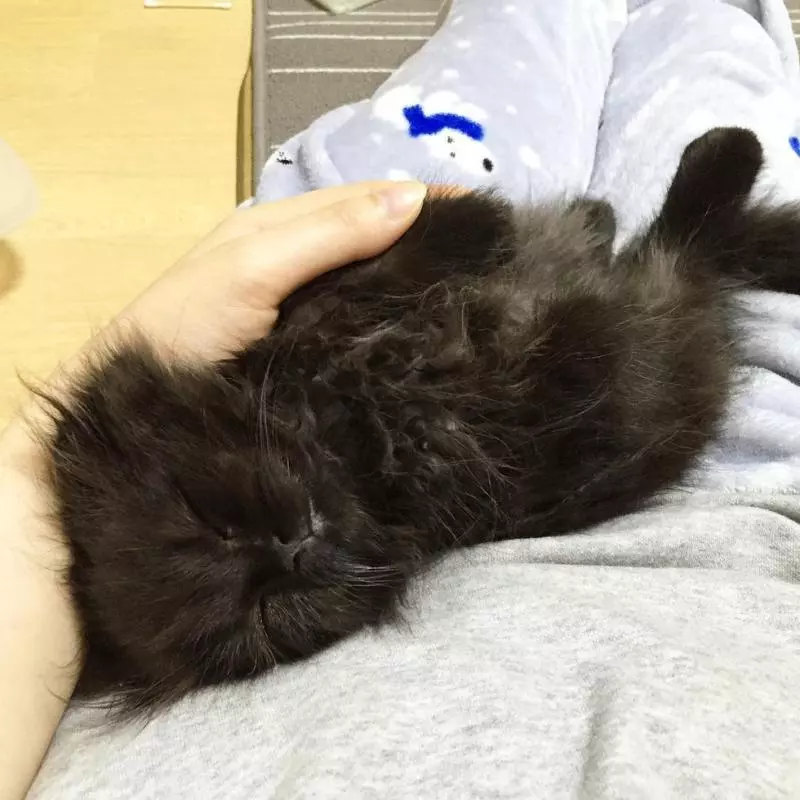 捕獲《龍貓》野生小煤炭? 黑喵喵一看鏡頭就萌化網友:眼睛好大蕊~