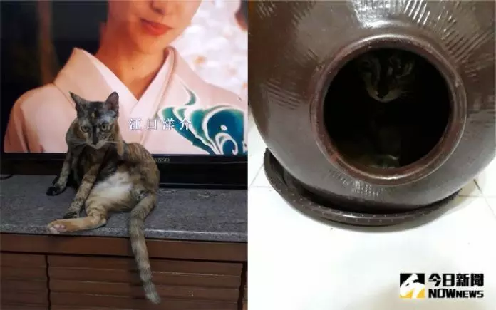 米缸當貓砂用?萌貓送「大禮」 主人大喊:有陰影了啦!