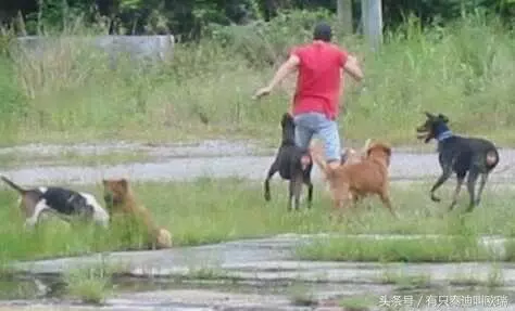 人被狗追時,為什麼只要人一蹲下,狗就會跑?我也是今天才知道 !