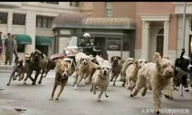 人被狗追時,為什麼只要人一蹲下,狗就會跑?我也是今天才知道 !