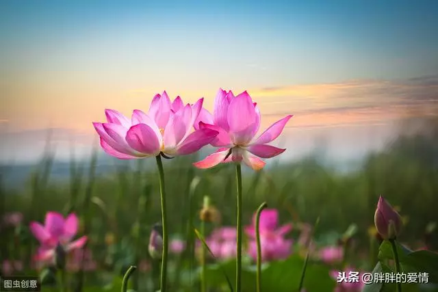 給生命一份感激,給生命一個微笑;你若淡雅,幸福自來