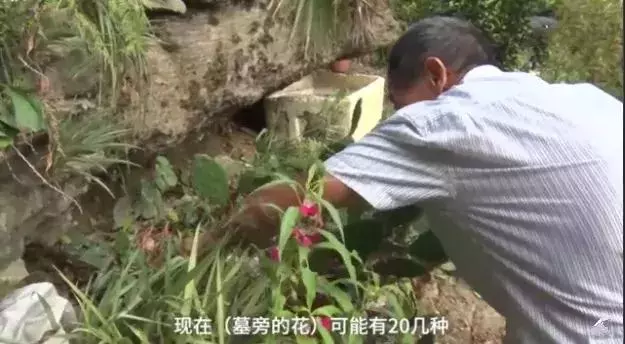 淚目!老人每天在妻子墓前讀詩種花:守墓10年,我很懷念她