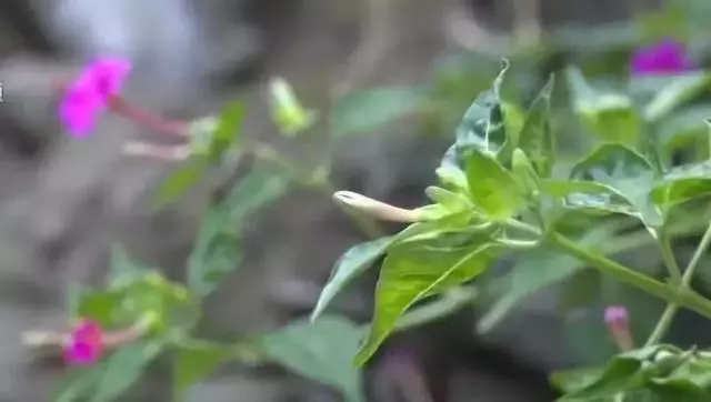 淚目!老人每天在妻子墓前讀詩種花:守墓10年,我很懷念她