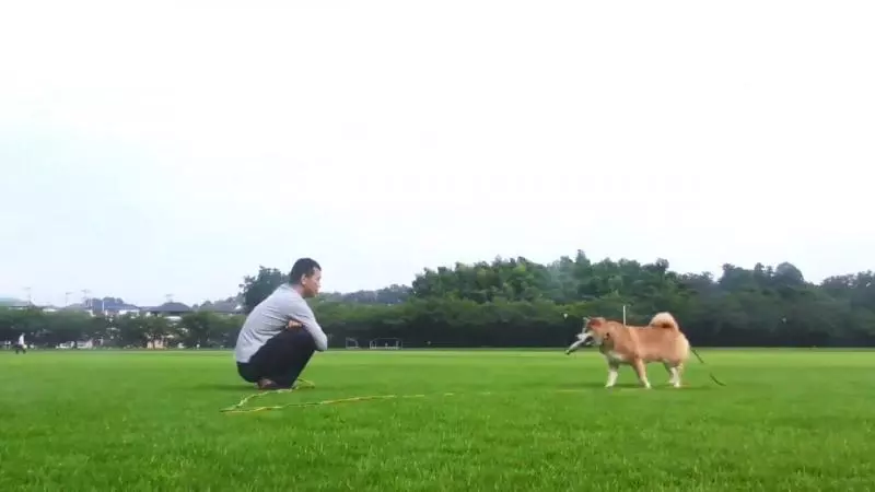最不賞臉的柴...主人玩你丟我撿 牠全程冷淡:有事嗎?