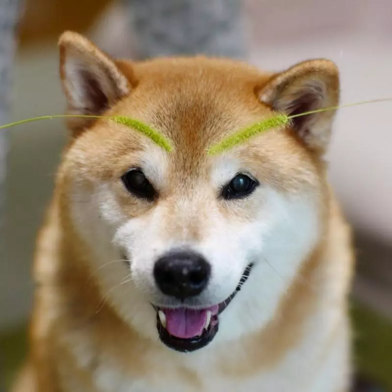 最不賞臉的柴...主人玩你丟我撿 牠全程冷淡:有事嗎?