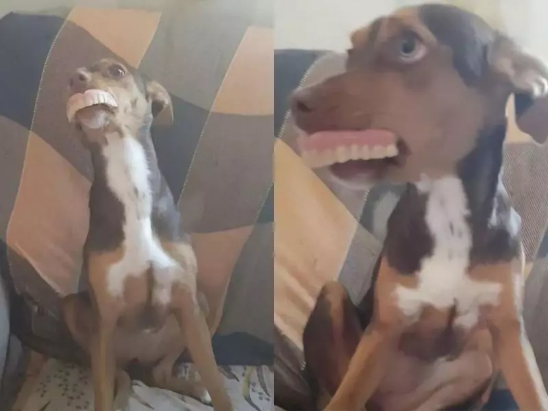 奶奶假牙不見好驚慌 見愛犬「大燦笑」全家笑噴