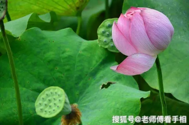 9月開門見喜,3生肖萬事大吉,福氣進門,交好運!