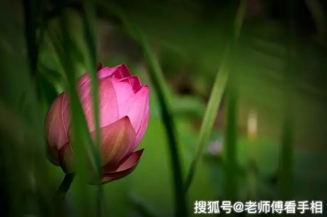 9月開門見喜,3生肖萬事大吉,福氣進門,交好運!