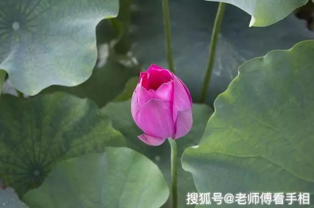 9月開門見喜,3生肖萬事大吉,福氣進門,交好運!