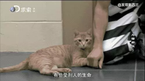 把流浪貓送去這個地方,幾個月後他們變成了這樣