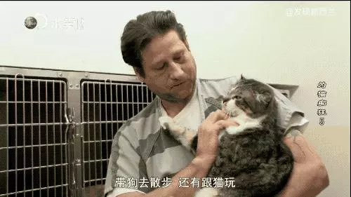 把流浪貓送去這個地方,幾個月後他們變成了這樣