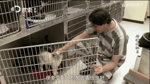 把流浪貓送去這個地方,幾個月後他們變成了這樣