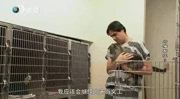 把流浪貓送去這個地方,幾個月後他們變成了這樣