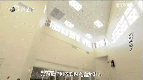 把流浪貓送去這個地方,幾個月後他們變成了這樣