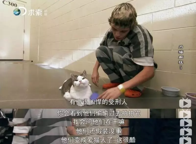 把流浪貓送去這個地方,幾個月後他們變成了這樣