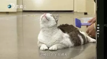 把流浪貓送去這個地方,幾個月後他們變成了這樣