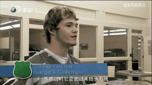 把流浪貓送去這個地方,幾個月後他們變成了這樣