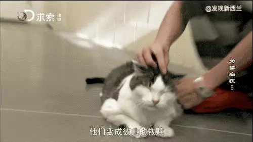 把流浪貓送去這個地方,幾個月後他們變成了這樣