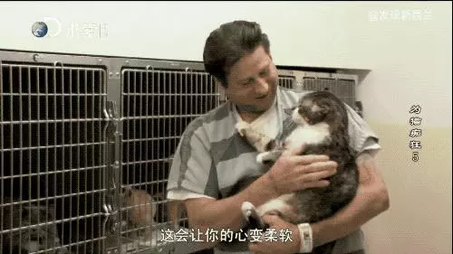 把流浪貓送去這個地方,幾個月後他們變成了這樣