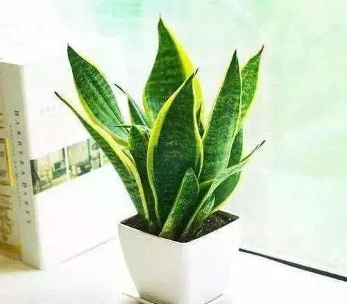 想要家中財運旺旺來!這5種植物不可少 !