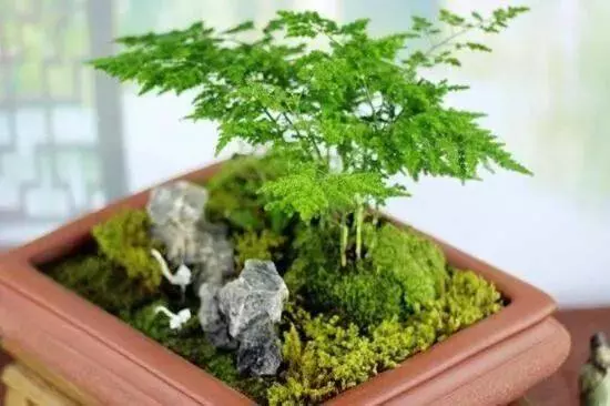 想要家中財運旺旺來!這5種植物不可少 !