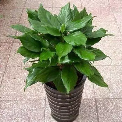 想要家中財運旺旺來!這5種植物不可少 !