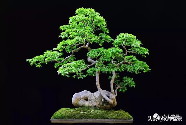 強烈推薦:36種天生好養的盆景植物