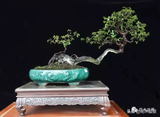 強烈推薦:36種天生好養的盆景植物