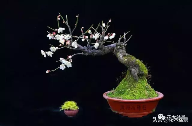 強烈推薦:36種天生好養的盆景植物