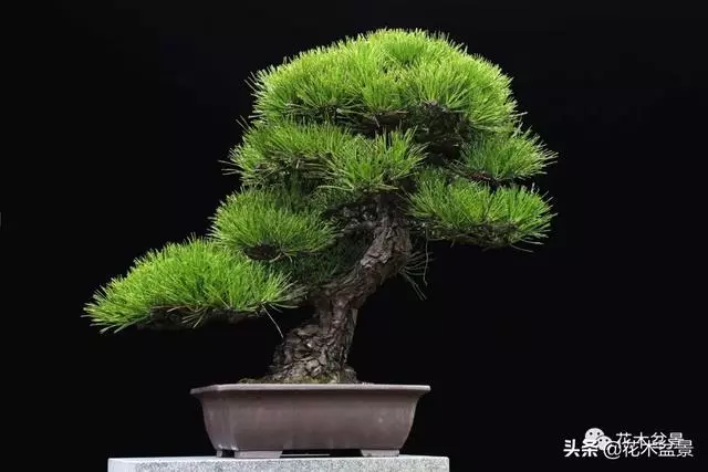 強烈推薦:36種天生好養的盆景植物