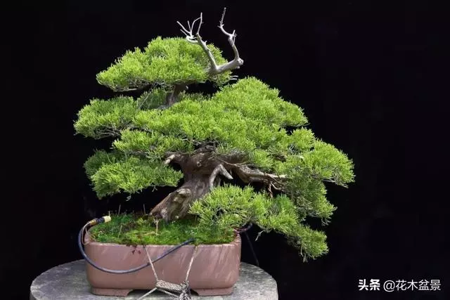 強烈推薦:36種天生好養的盆景植物