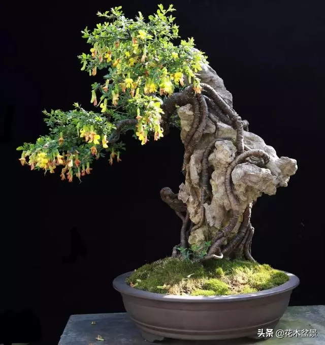 強烈推薦:36種天生好養的盆景植物