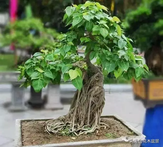 強烈推薦:36種天生好養的盆景植物