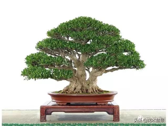 強烈推薦:36種天生好養的盆景植物
