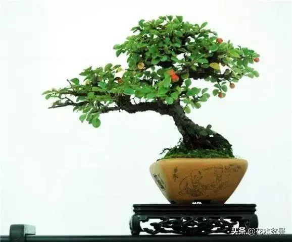強烈推薦:36種天生好養的盆景植物
