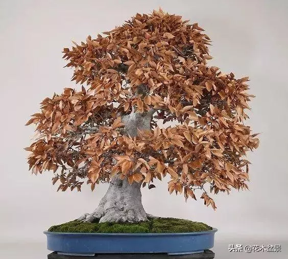 強烈推薦:36種天生好養的盆景植物