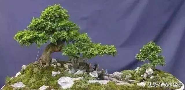 強烈推薦:36種天生好養的盆景植物