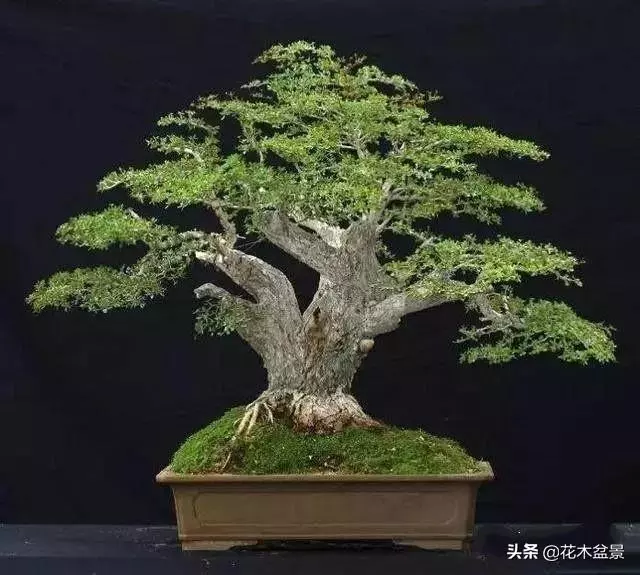 強烈推薦:36種天生好養的盆景植物