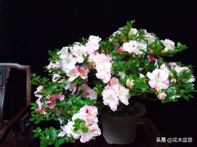 強烈推薦:36種天生好養的盆景植物
