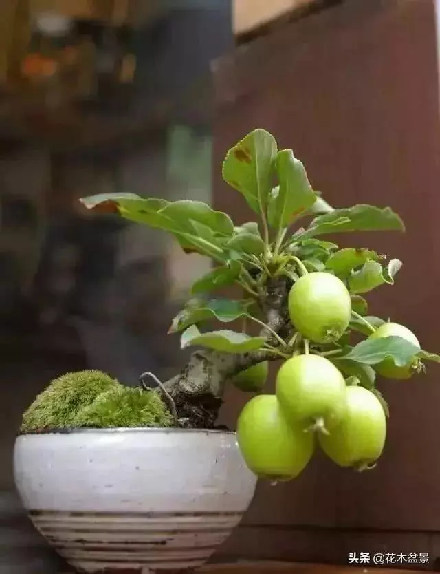 強烈推薦:36種天生好養的盆景植物