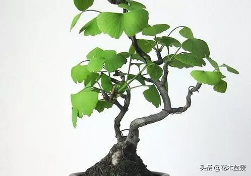 強烈推薦:36種天生好養的盆景植物