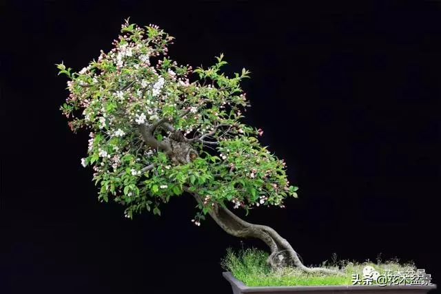 強烈推薦:36種天生好養的盆景植物